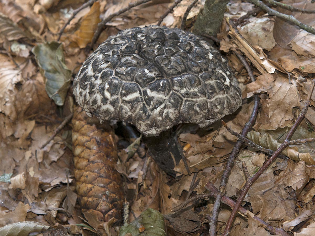 Strobilomyces strobilaceus